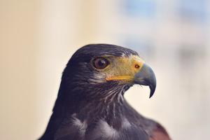 Abu Dhabi Falcon Hospital