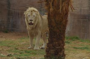 Al Ain Zoo