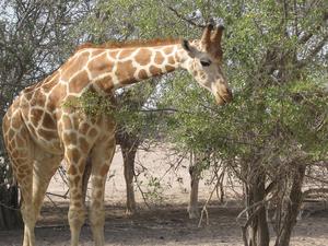 Arabian Wildlife Park