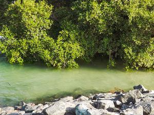 Mangrove National Park