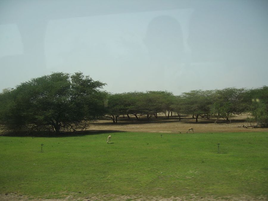 View over Sir Bani Yas island