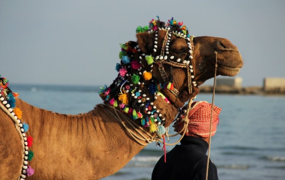 camel safari abu dhabi