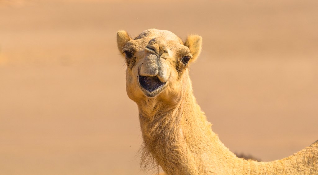 Camel