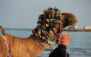 Thumbnail for Abu Dhabi Desert Safari with Camel Ride
