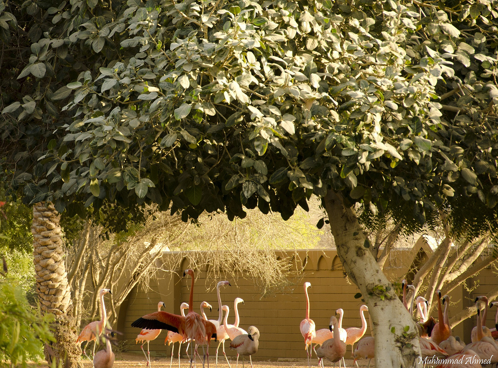 Al Ain Theme Park & Zoo, Abu Dhabi