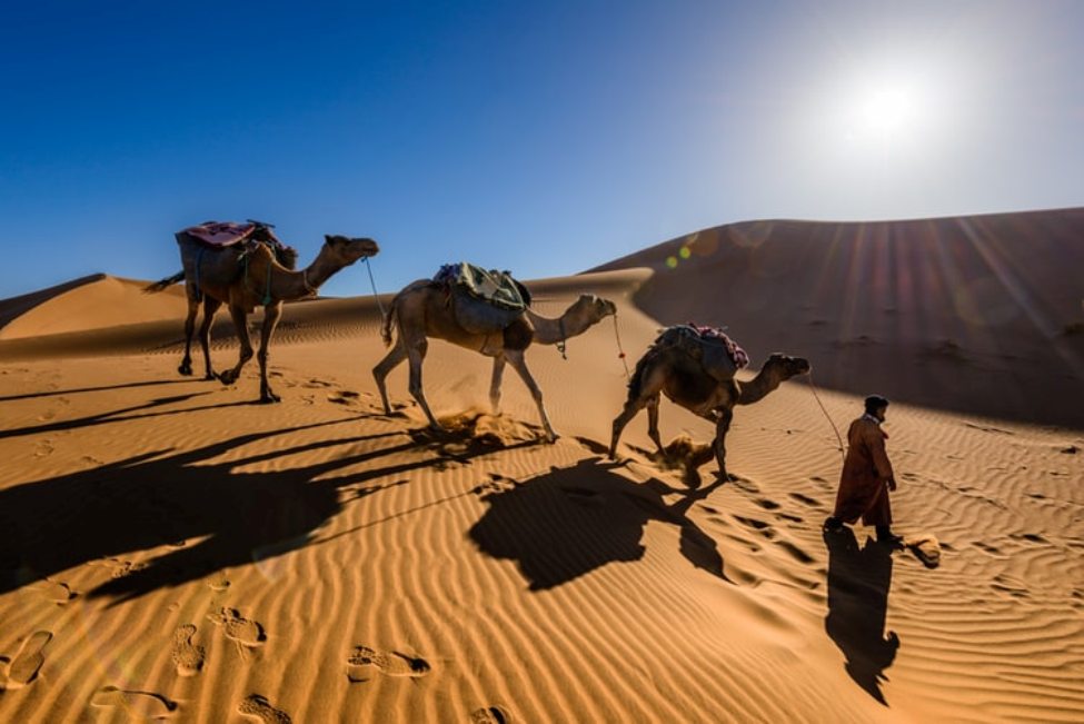 Camel in Desert