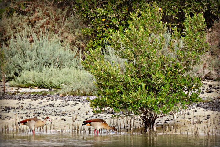Eastern Mangrove Lagoon