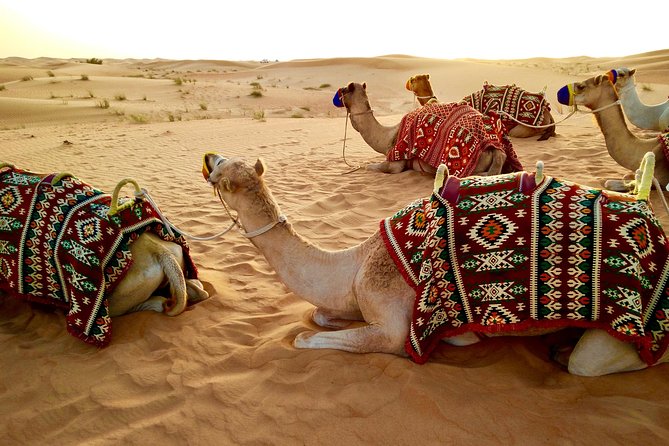 Camel Ride