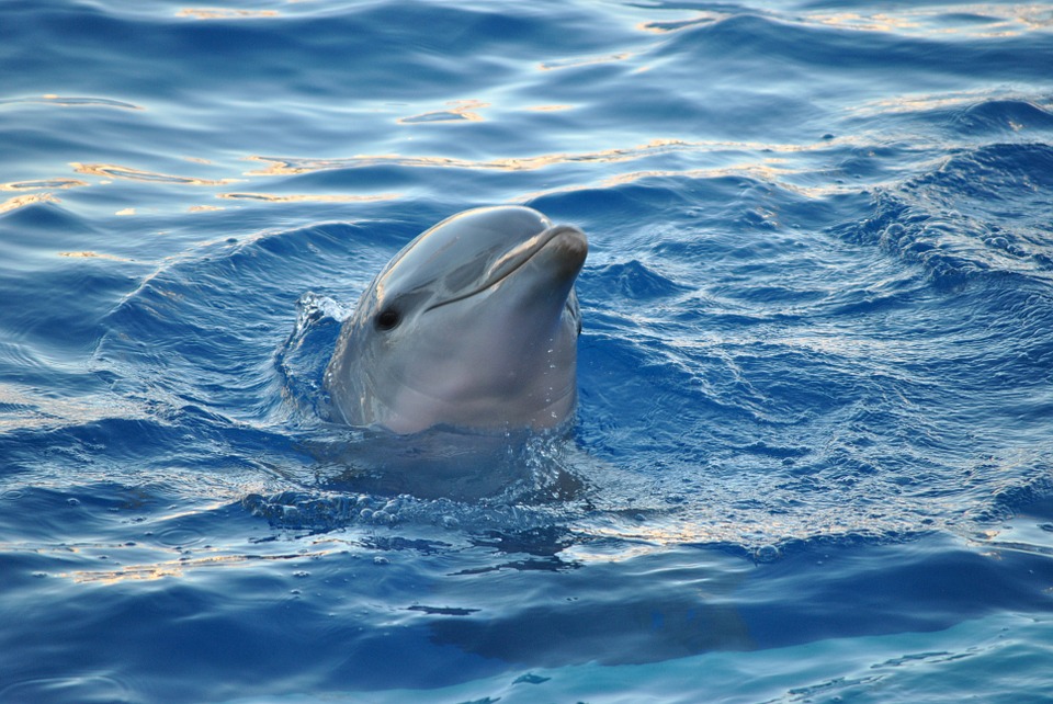 dolphin