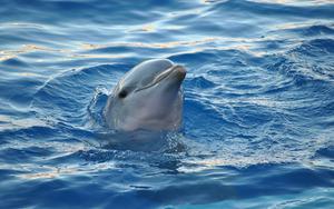 Thumbnail for Enjoy Abu Dhabi’s Stunning Dolphin Bay Cruise