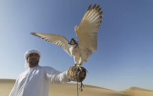 Thumbnail for Exploring the Sports Scene of the United Arab Emirates