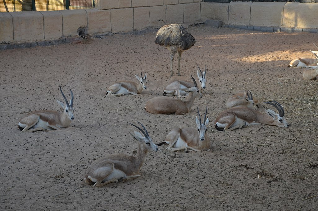 Gazelles at the UAE Zoo