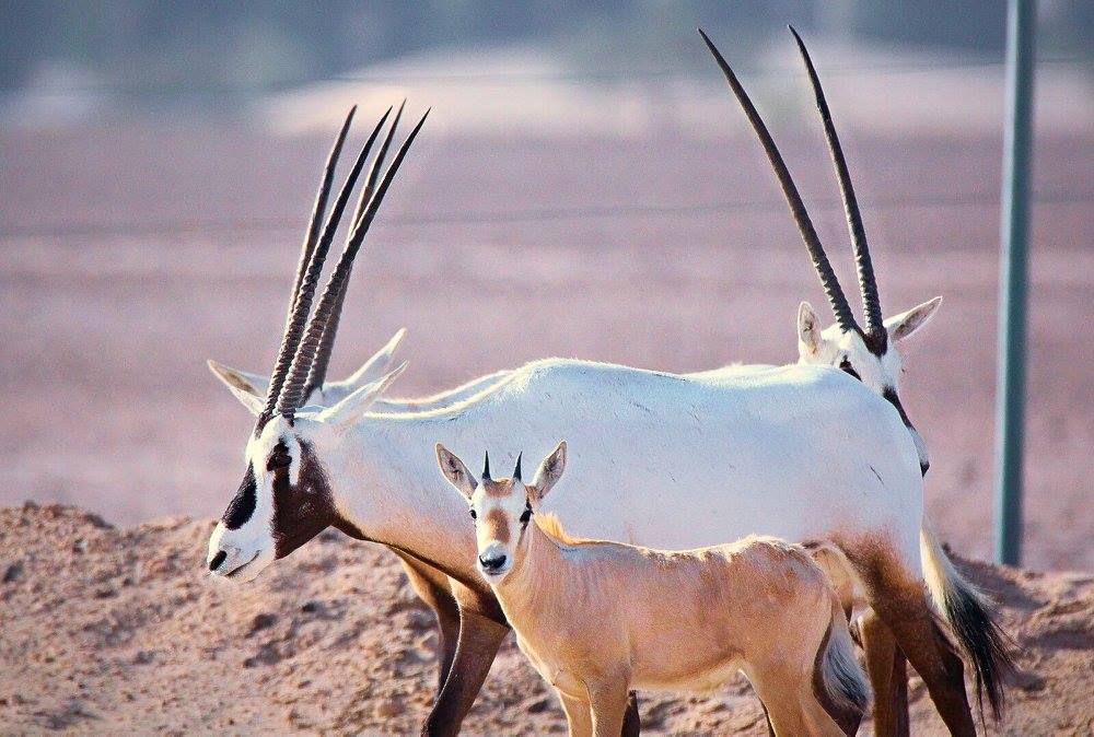 Arabian antelope