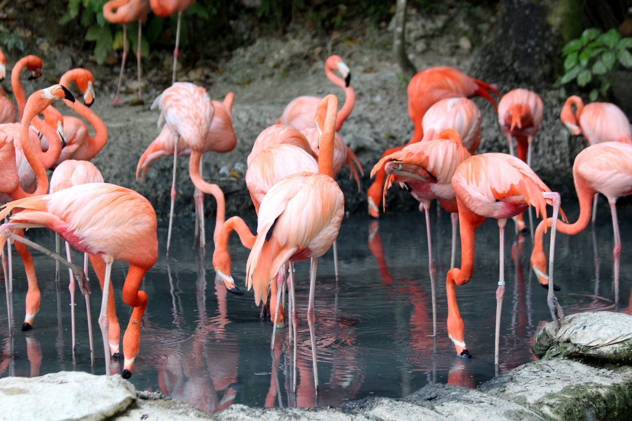 flamingos