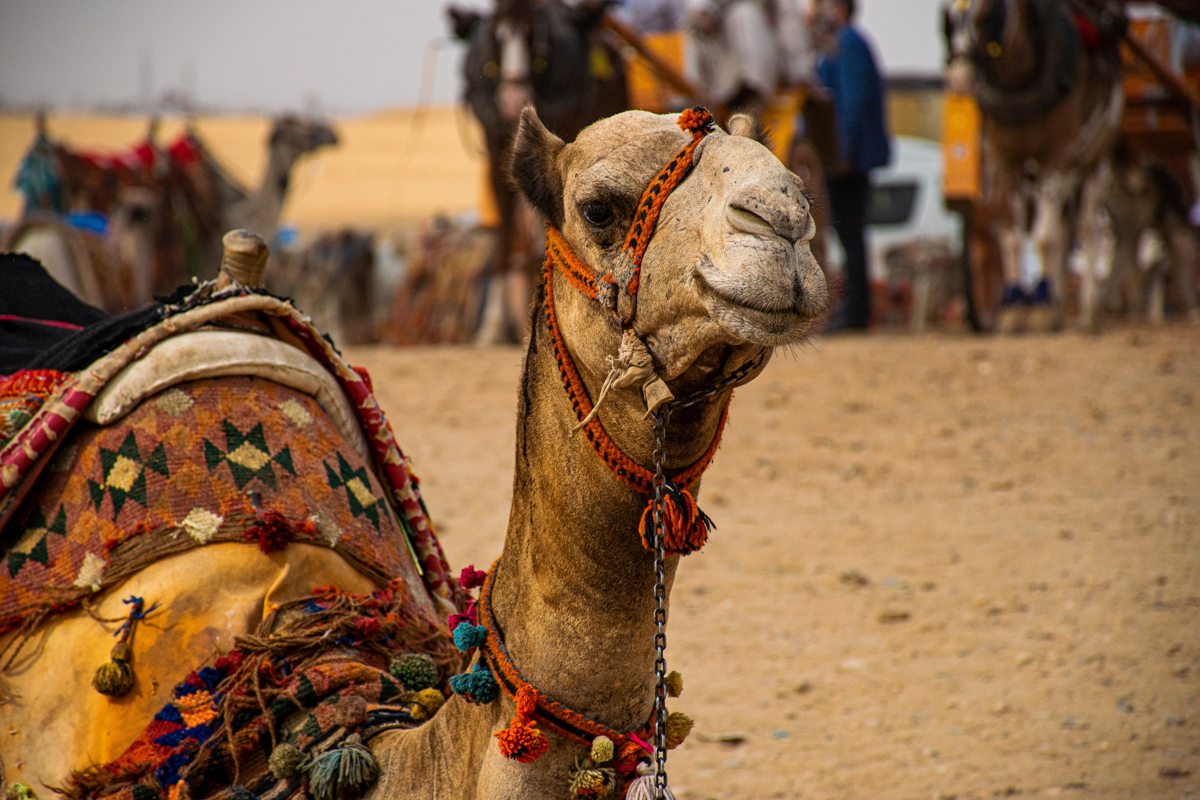 How to fully experience the excitement of camel racing
