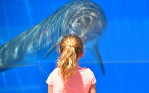 Thumbnail for Unwind at Al Qana Marina and National Aquarium