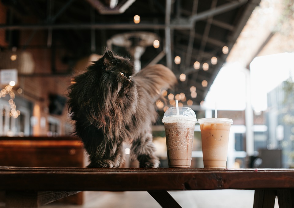 Cat and coffee